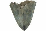 Partial Megalodon Tooth - Serrated Blade #194080-1